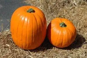 pumpkin picking